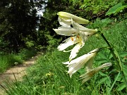 22 Tanti Gigli di  monte (Paradisea liliastrum) sul sent. 101 